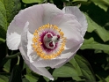 24 Blume-IMG_5372